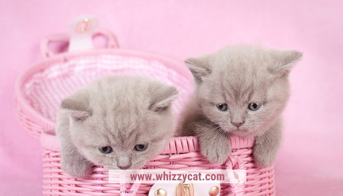 Best Cat Breeds For Apartment Living